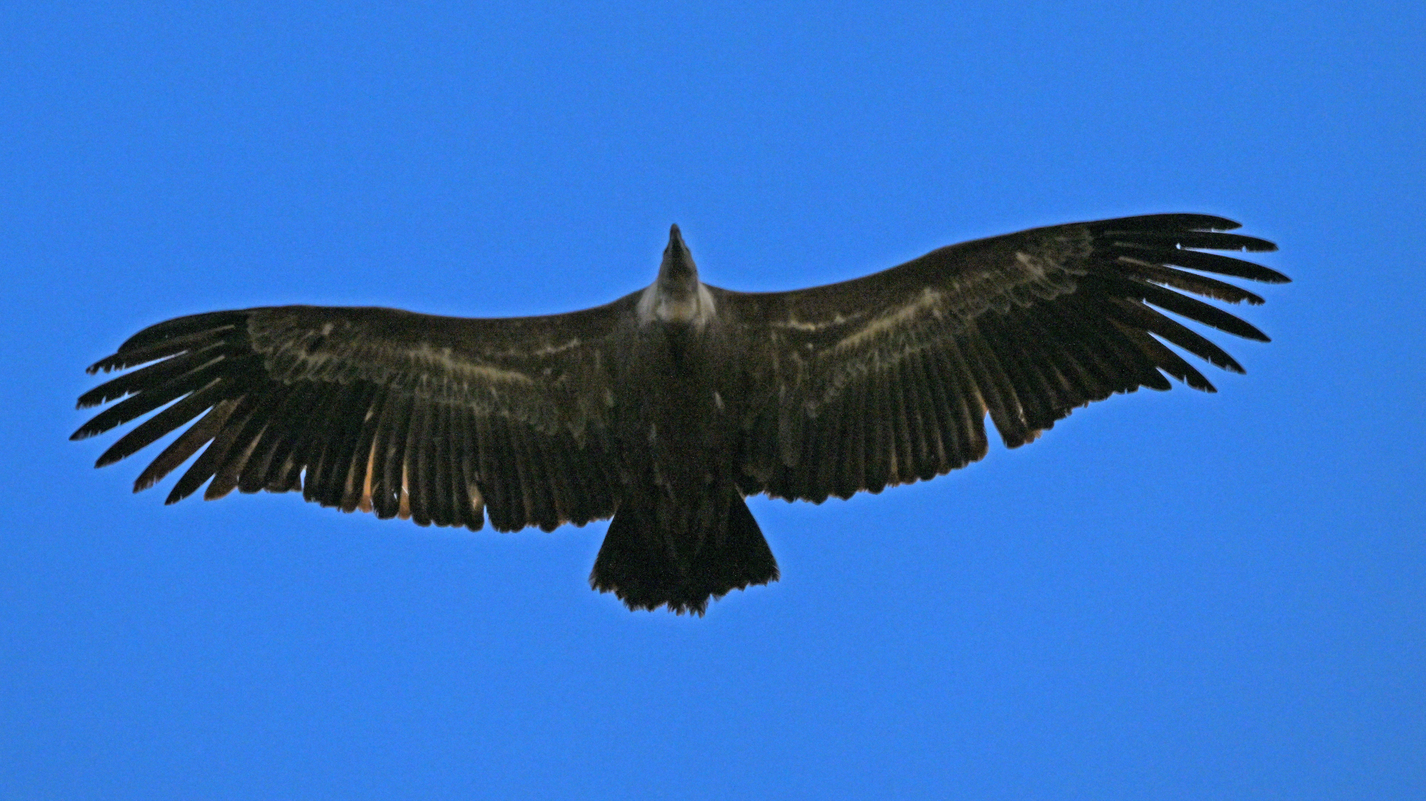 Featured image of post Un message venu du ciel :